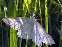 A white butterfly with wings looking
      like leaves on green grass