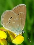 Bright green background.
      On a yellow flower there is a small pale Lycaena butterfly.