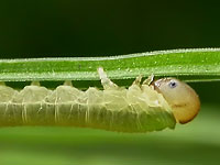 A young slim green
      caterpillar on a green grass branchlet