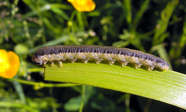 Slim brownish caterpillar
      nibbles an edge of a grass
