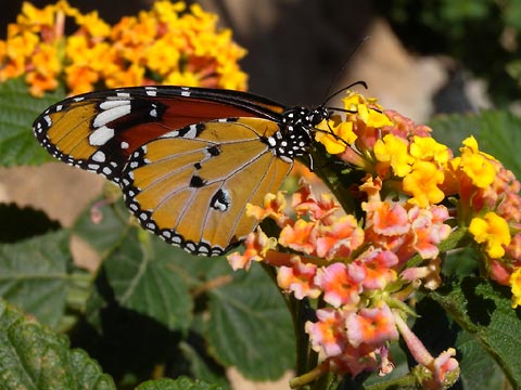 Danaus chrysippus. A butterfly
      on a yellow blossom. Brown and orange wing. Black and white rim
      of the wing.