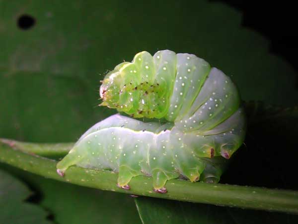 A thick green caterpillar
      crawles along a branchlet