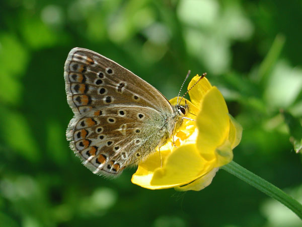 A Common-blue butterfly
      sits on a yellow buttercup flower on the green background