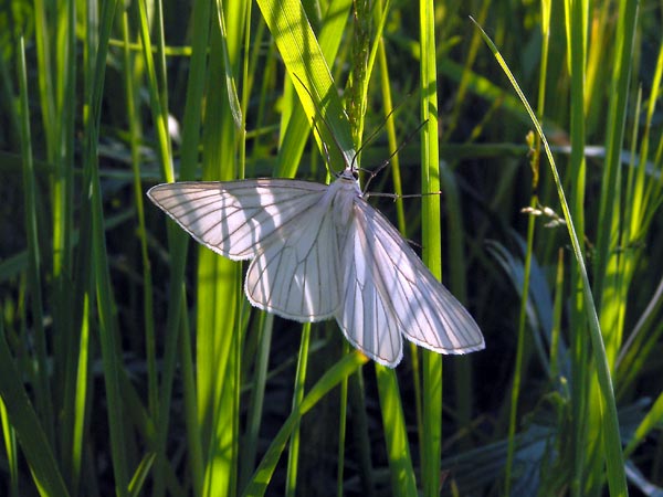 Белая бабочка с крылышками как
      листочки на зелёной траве