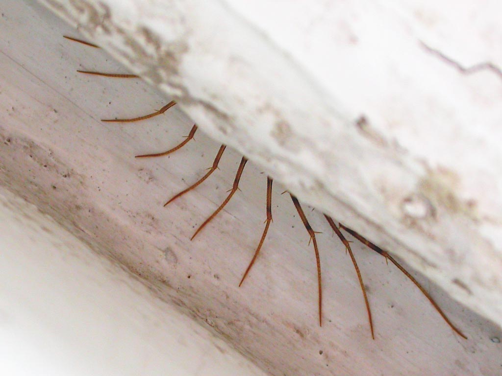 Домашняя сколопендра - мухоловка
      прячется за плинтусом. Видно много ног.