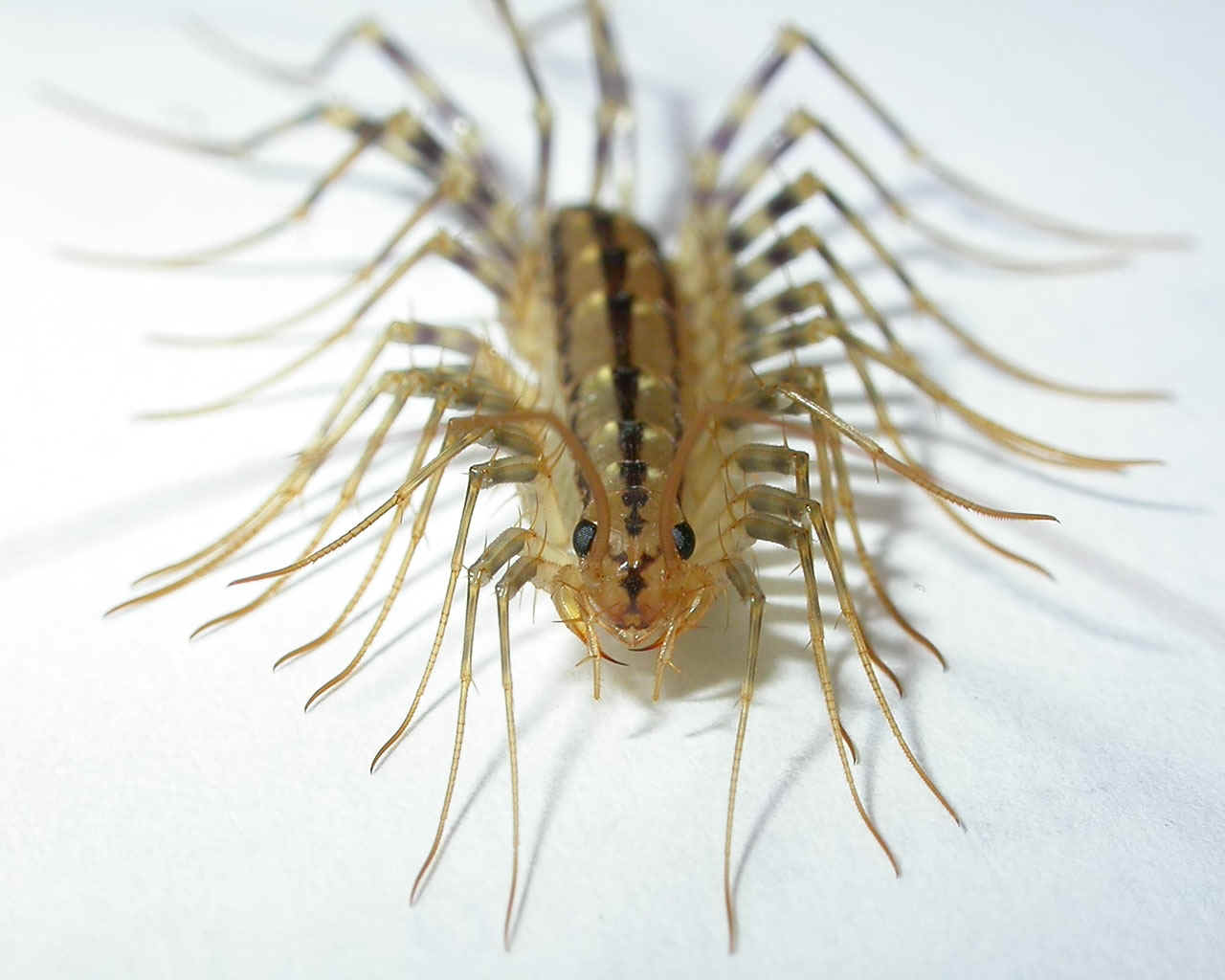 A home centipede (house-centipede)
      (Scutigera coleoptrata)