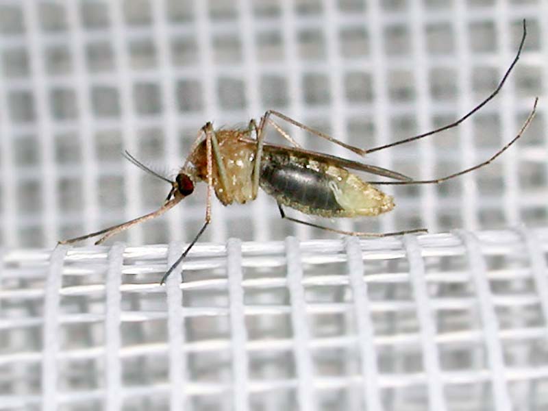 Макро фото комара. Виден
      прозрачный живот, подробности усиков и ножек.