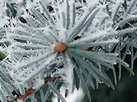 White frost needles cover
      green fir tree needles