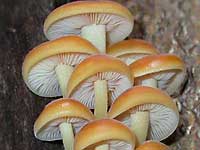 Many small fungus on a live tree