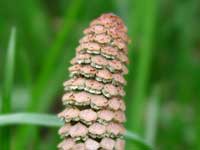 A young horse-tail looks like
      a cone with scales