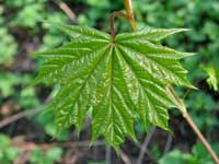 A clear fresh green maple
      leaf