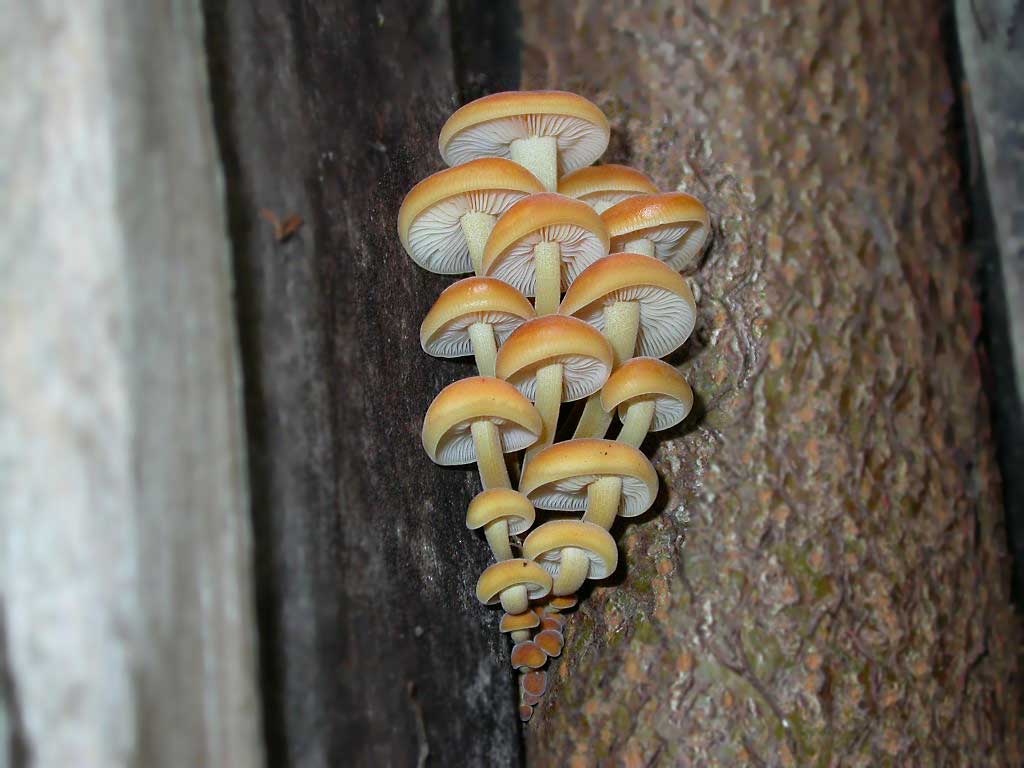 A group of parasite mushrooms grows
      on the trunk of a tree