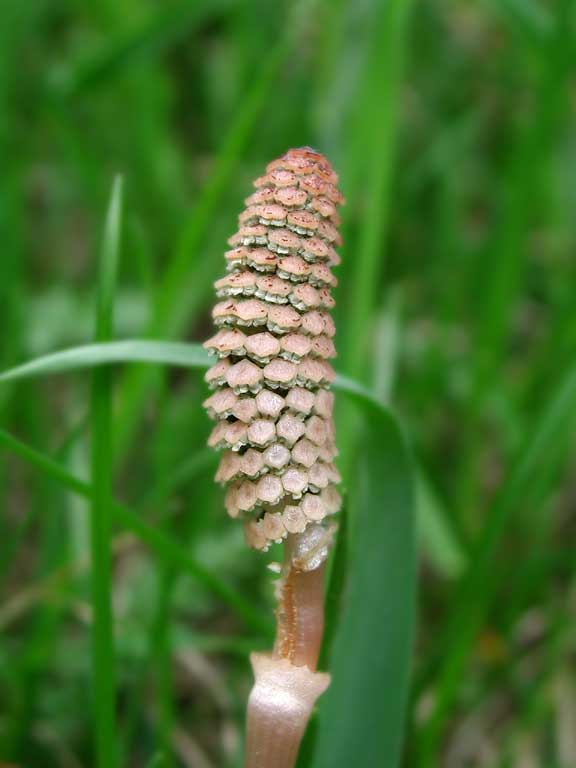 A young horse-tail looks like
      a cone with scales