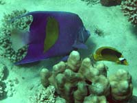 Arabian angelfish
      - blue with yellow spot