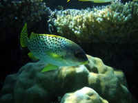 A fish with yellow
      fins and Black spots, with wide lips