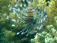 A fish with widely span
      red-brown fins looking like wings