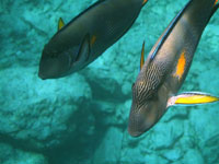 A pair of fish with
      orange spot on side and sharp orange knife near tail