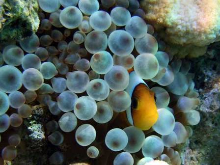 A Clown-fish (yellow with
      white vertical strips) wathes me from within anemone