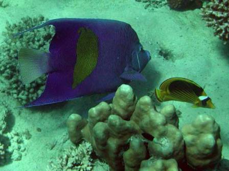 Тёмно синяя рыба с жёлтым пятном рядом с жёлтой рыбой-бабочкой