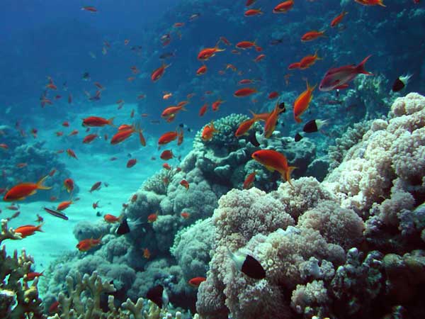 Underwater coral hill. Soft corals.
      A shoal of orange fish over the coral.