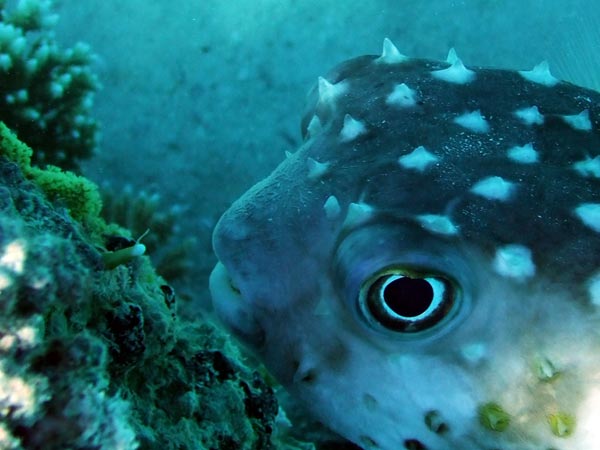 A burrfish - big eyes,
      many thorns