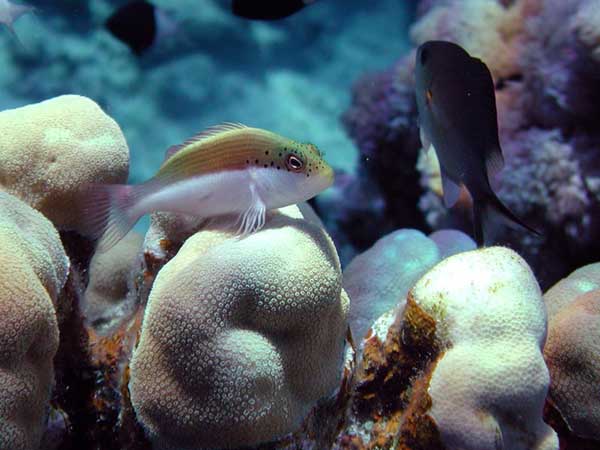 Small fish sits on hard coral.
      Brown back, white stomach, freckles on the face. 