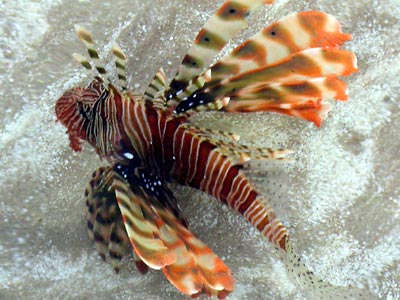 Big eyes, white-brown
      wide strips on body and on fins. The fins look like wings, and
      they are dangerous.