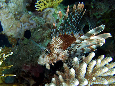 Big eyes, white-brown
      wide strips on body and on fins. The fins look like wings, and
      they are dangerous.