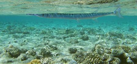 A needlefish swims near sea
      surface over coral bottom.