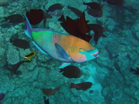 Blue and green parrot fish
      has got a beak for crashing corals.