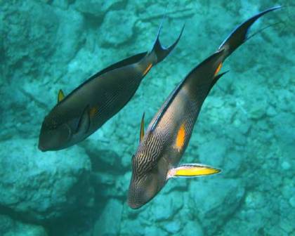 A pair of Surgeon-fish.
      The fish has got slim body with dark blue and white stripes, and
      an orange spot in the middle. Edges of fins are blue. Breathing
      fins are yellow. Near tail there are orange sharp 'surgeon' fins.