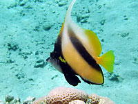 A yellow and black Bannerfish
      with high fins
