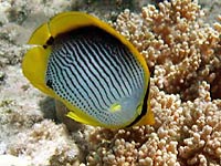 Yellow fins, white-black
      strips on sides - like a zebra