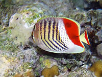 A fish with
      vertical stripes on whitish body, orange back side