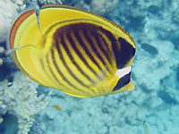 The fish is yellow
      with black diagonal strips, black edges of fins and the tail.