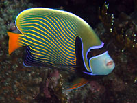 This reef butterfly fish
      has got blue and yellow diagonal stripes on its sides. 
