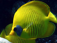 a yellow butterfly-fish with dark
      and blue mask on the eyes