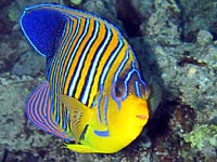A butterflyfish with blue,
      white and yellow vertical stripes on its sides. 
