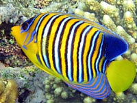 A butterflyfish with blue, white
      and yellow vertical stripes on its sides. 