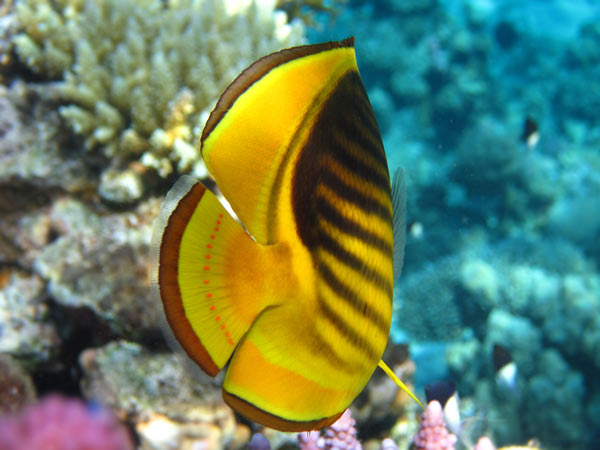 Yellow butterfly-fish
      with black strips. The tail and fins are yellow with black rim