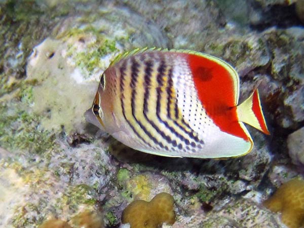 A fish with
      red-orange tail and a dorsal fin. Vertical dark stripes on a white-yellow
      body and on eyes.