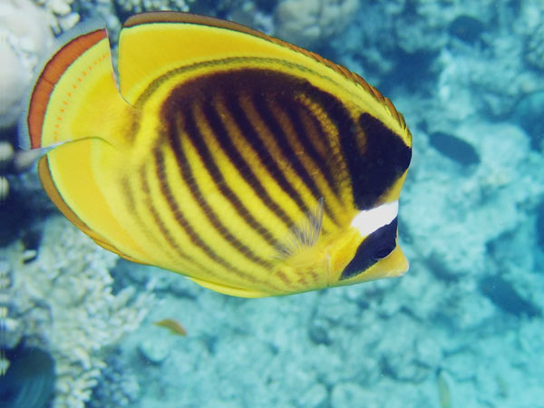 Yellow butterfly-fish
      with diagonal black strips and white-black mask
