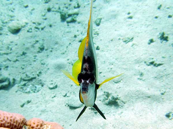 A butterflyfish Heniochus_intermedius
      watches at you
