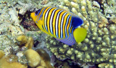 A butterflyfish with blue, white
      and yellow vertical stripes on its sides. 