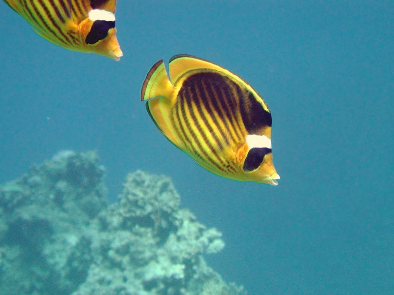 The fish is yellow with black
      diagonal strips, black edges of fins and the tail.
