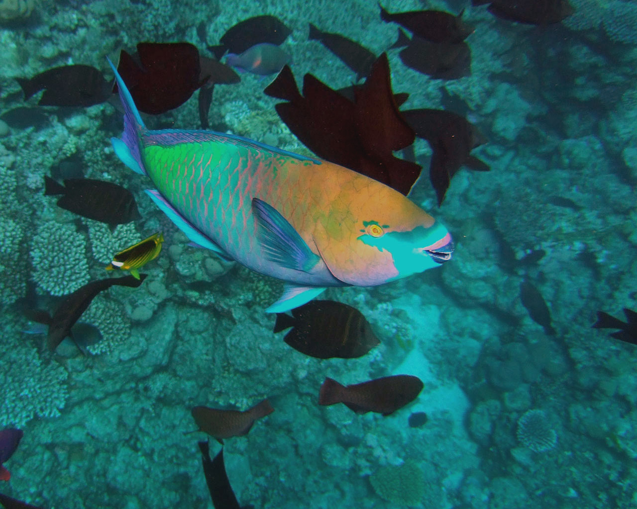 Blue and green parrot fish has got a beak for crashing corals.