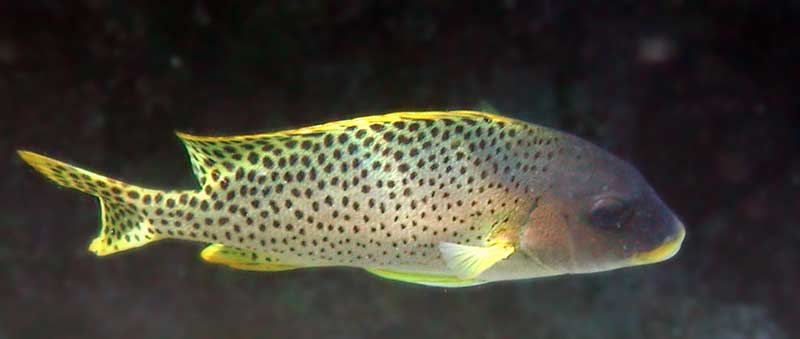 A fish with thick lips,
     yellow fins, and black spots on the sides