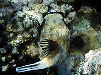 Grey puffer fish with black fins,
      black spots, black mask, hard beak.