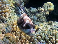On a background of corals
      a grey puffer fish with black fins, black spots, black mask, hard
      beak.