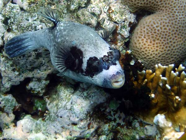 Grey fat fish with black fins,
      spots, mask.